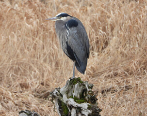 Great Blue Crane perched on old tree trunk