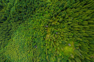 Pine tree tops seen from a drone