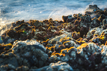 Oysters in shell on basalt stones along the coast at sundown