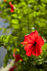 Hibiscus, rose mallow, red flower with leaves on blur background
