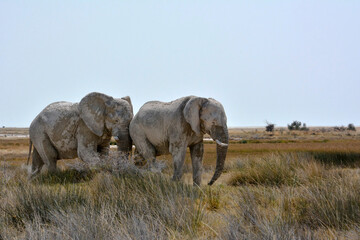 Etosha, Namibia, September 19, 2022: Two big old elephants walking on dry grass in the desert against a clear sky