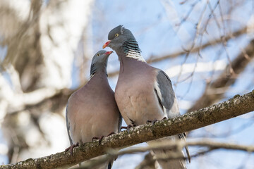 Spring, love, сommon wood pigeon!