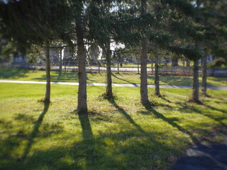 trees in the garden with light cast shadows