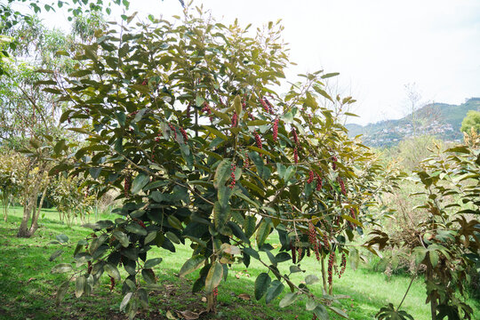 Bignay, Antidesma bunius, tree in a park in Sopo, Cundinamarca, Colombia.