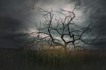 Silhouette eines Baumes in mystischer dunkler Feldlandschaft in Nebel