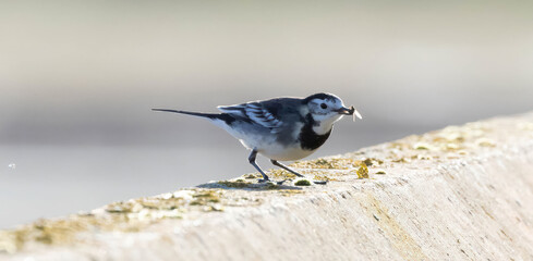 Wagtail 5