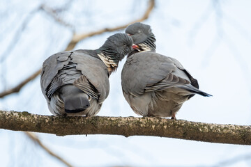Spring, love, сommon wood pigeon!