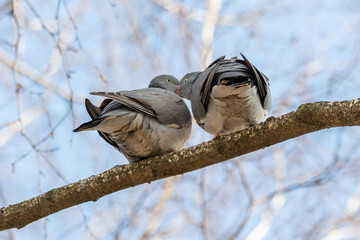 Spring, love, сommon wood pigeon!