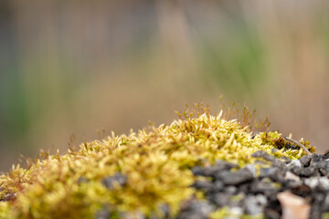 mech macro zdjęcia ziemi na wiosnę miniatura © Colorful Soul