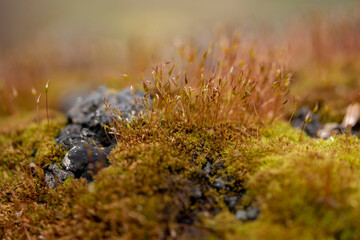 mech macro zdjęcia ziemi na wiosnę miniatura © Colorful Soul