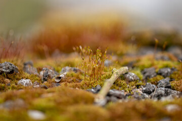 mech macro zdjęcia ziemi na wiosnę miniatura © Colorful Soul