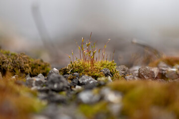 mech macro zdjęcia ziemi na wiosnę miniatura © Colorful Soul