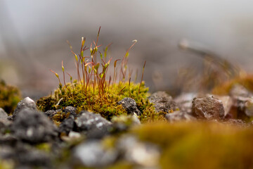 mech macro zdjęcia ziemi na wiosnę miniatura © Colorful Soul