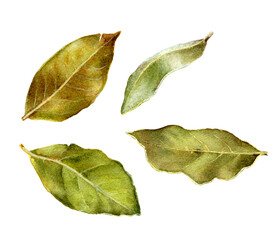 Watercolor illustration of bay leaf isolated on white background, closeup.