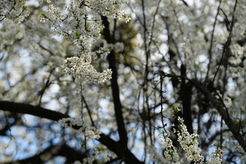 blooming trees in the beautiful season of spring.