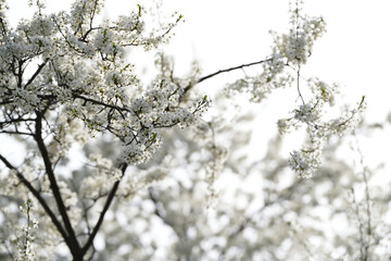 blooming trees in the beautiful season of spring.