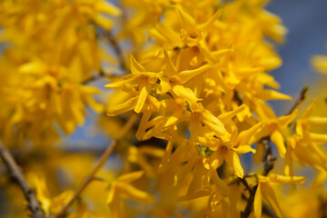 blooming trees in the beautiful season of spring.