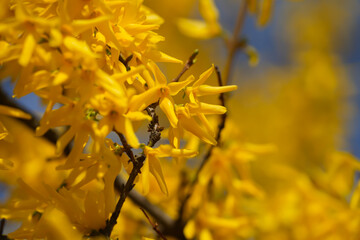 blooming trees in the beautiful season of spring.