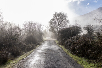 Obraz premium Escaping to the Wilderness: Remote Road through the Enchanting Fog