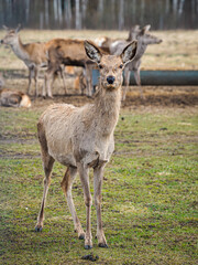 Red deer deer, fallow deer majestically powerful adult animal outside the forest. Mouflons that live with deer. A large animal in the natural forest. The wild landscape creates nature. Deer garden.