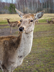 Red deer deer, fallow deer majestically powerful adult animal outside the forest. Mouflons that live with deer. A large animal in the natural forest. The wild landscape creates nature. Deer garden.
