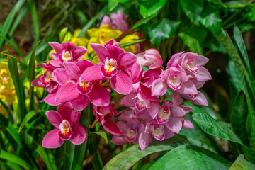 orchid cymbidium in the glasshouse close up