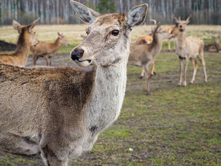 Red deer deer, fallow deer majestically powerful adult animal outside the forest. Mouflons that live with deer. A large animal in the natural forest. The wild landscape creates nature. Deer garden.