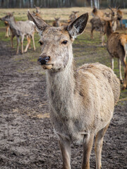 Red deer deer, fallow deer majestically powerful adult animal outside the forest. Mouflons that live with deer. A large animal in the natural forest. The wild landscape creates nature. Deer garden.