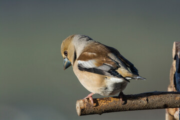 Kernbeisser - Vogel in Nahaufnahme 