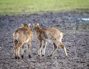 Red deer deer, fallow deer majestically powerful adult animal outside the forest. Mouflons that live with deer. A large animal in the natural forest. The wild landscape creates nature. Deer garden.
