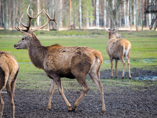 Naklejka na ściany i meble Red deer deer, fallow deer majestically powerful adult animal outside the forest. Mouflons that live with deer. A large animal in the natural forest. The wild landscape creates nature. Deer garden.