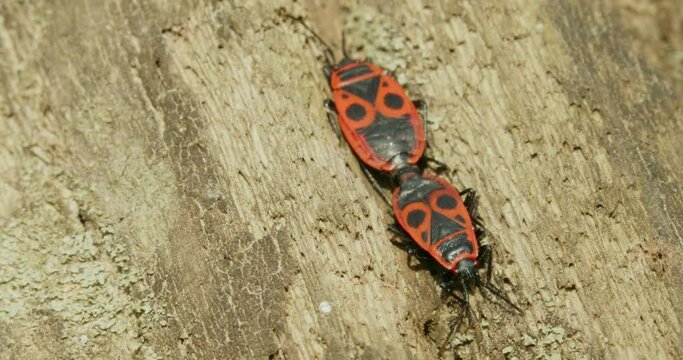 Mating of the firebug, Pyrrhocoris apterus on the ground