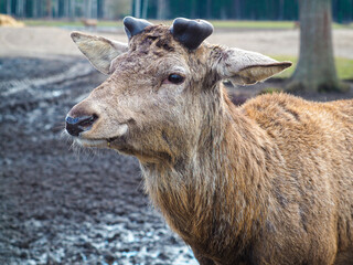 Fototapeta premium Red deer deer, fallow deer majestically powerful adult animal outside the forest. Mouflons that live with deer. A large animal in the natural forest. The wild landscape creates nature. Deer garden.