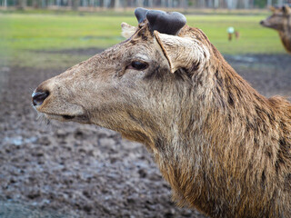 Fototapeta premium Red deer deer, fallow deer majestically powerful adult animal outside the forest. Mouflons that live with deer. A large animal in the natural forest. The wild landscape creates nature. Deer garden.