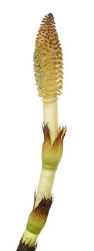 Horsetail fertile sterm