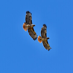 Majestic close up of a pair of  Hawks flying close side by side 