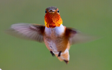 Magnificent close up of detailed bright iridescent orange and yellow Hummingbird  flying looking at lens