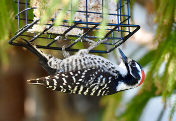 Cute  white and black spotted Woodpecker with bright red head feathers feeding from bird suet feeder