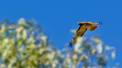Magnificent Red Tailed Hawk flying low overhead in forest