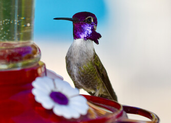 Bright iridescent  purple hummingbird close up on bird feeder in garden