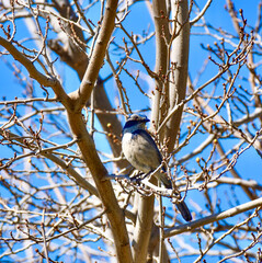 Beautiful bright colored Blue Jay in tree on watch in the wild