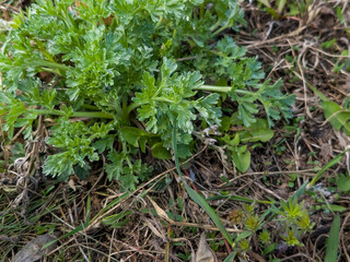 Obraz premium Close-up of fresh wormwood Artemisia absinthium L herb in the city park in early spring. Selective focus.