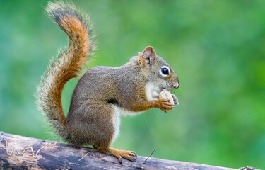 Naklejka na ściany i meble A red squirrel eating a nut. Taken in Alberta, Canada