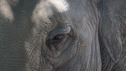 portrait of a sad-looking elephant in a city zoo. Elephantidae, family of proboscidean mammals