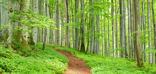 Fototapeta premium Panorama of Footpath through lush green forest in spring