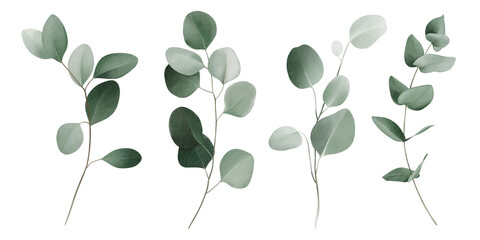 Obraz premium Set botanic watercolor floral illustration set. Green leaves, eucalyptus branches, olive isolated on white background. For wedding invitations, anniversary, birthday, prints, posters.
