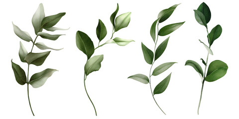 Set botanic watercolor floral illustration set. Green leaves, eucalyptus branches, olive isolated on white background. For wedding invitations, anniversary, birthday, prints, posters. © Olga.And.Design
