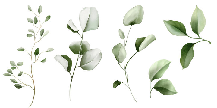 Set botanic watercolor floral illustration set. Green leaves, eucalyptus branches, olive isolated on white background. For wedding invitations, anniversary, birthday, prints, posters.