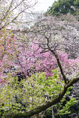 cherry blossom