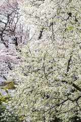 tree in bloom